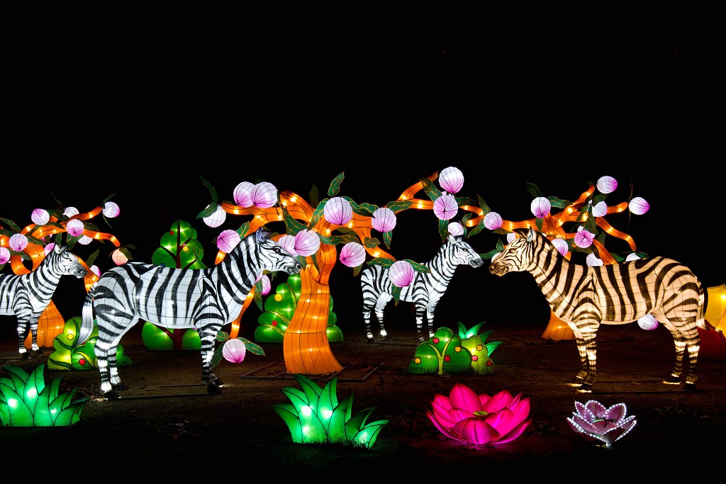 china light licht festival lichtshow show festiviteit glow evenement event chinees chinese verlichting draak dragon lichtfestival zoo